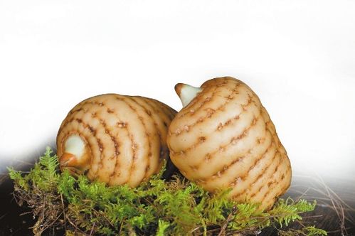 鏈上發(fā)力 云藥產業(yè)提質升級