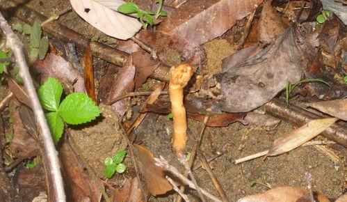 山里做農(nóng)活,請(qǐng)別鏟除此草,它為珍貴植物,價(jià)值600元一斤