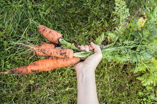 角麻與天麻有什么區別