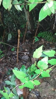 彝良縣著力破解制約天麻產業發展的瓶頸