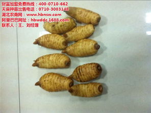 天麻 天麻種植技術 招商加盟 認證商家 高清圖片 高清大圖