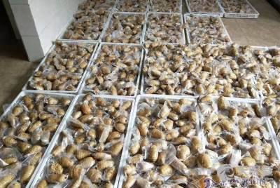 樂山市金口河區(qū)板廠坪天麻種植專業(yè)合作社