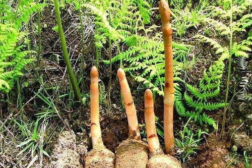 無(wú)根無(wú)葉的奇特野草：天麻，眾人皆知卻鮮為人見(jiàn)