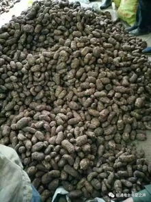 彝鄉寶藏 天麻之外，還有這些生態饋贈值得品味